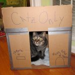 cardboard-cat-forts-6