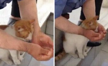 Man Helps Stray Cat Drink Water From Tap