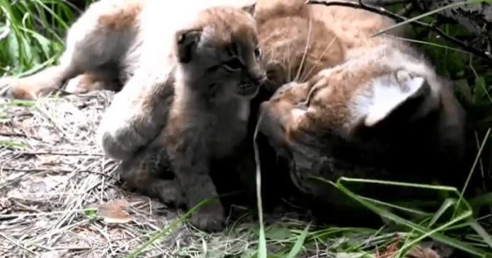 Featured-Mother-Lynx-FB