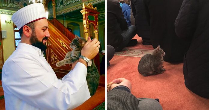 Featured-Stray-Cats-Mosque-Shelter-FB