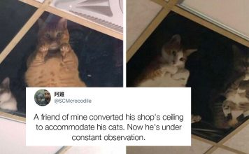 Shop Cats Won’t Stop Staring At Their Owner Through This Glass Ceiling