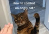 Man shows how to comfort an angry cat (Wholesome)