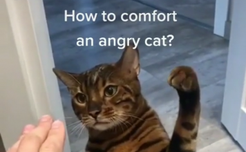 Man shows how to comfort an angry cat (Wholesome)