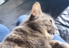 Cat that copies human cough caught on tape