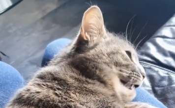 Cat that copies human cough caught on tape