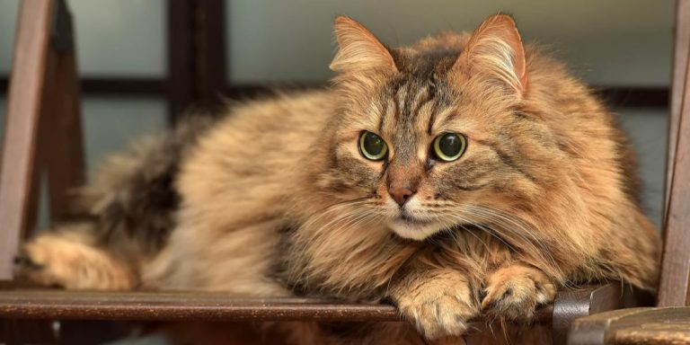 Norwegian-Forest-Cat-compressed-768×384 | Catlov