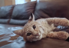 Couple Is Sharing Their Home With Two Wild cats