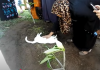 Loyal Cat Refuses To Leave Owner’s Graveyard and is Still Waiting