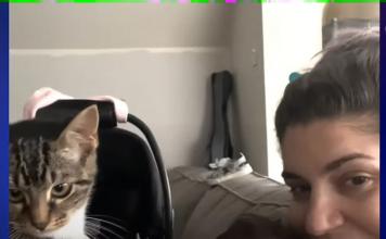 This Guardian Angel Cat Insists On Supervising Her Baby Sister’s Bath Time Every Night