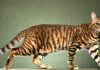 Most Expensive Cat Breeds in the World with their Owner