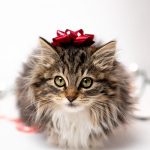 things-to-know-before-getting-cat (1)