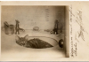 Most Adorable And Hilarious Pictures Of Cats in Sinks