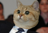 Cats In Business Attire That Remind Us Cats Are Still The Boss