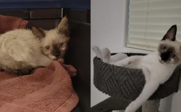 From Dumpster Kitten To Refined Lady