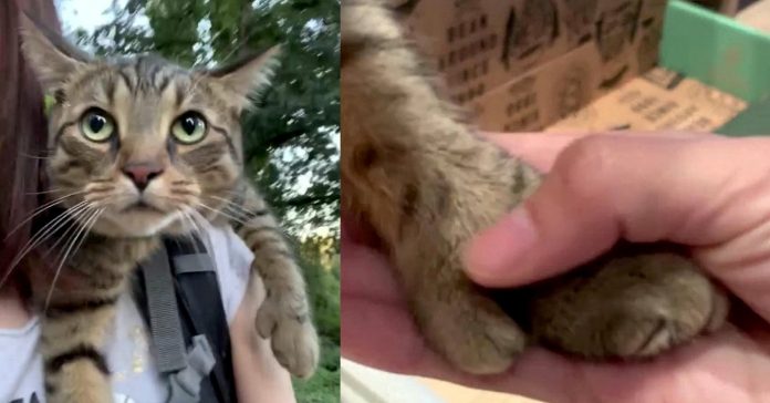 kitten-mitten-swns