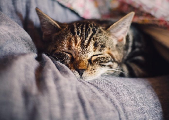 pixabay-cat-4189697_1280