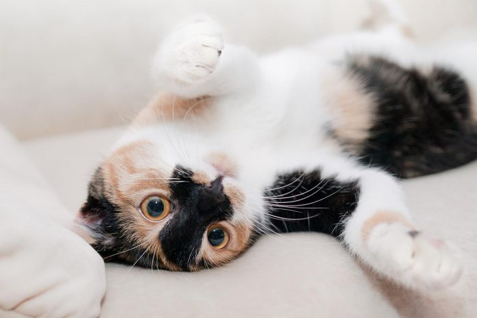 pixabay-cat-649164_1280
