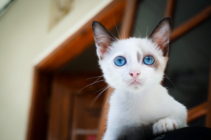 pixabay-kitten-1866475_1280