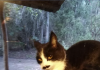 Cat Named Moustache Has A Cunning Look