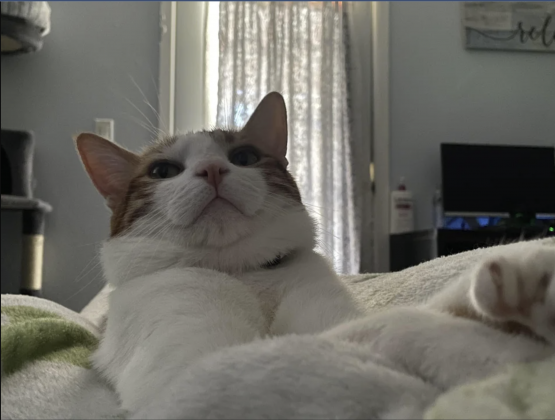 Cat Poses As If In A Serious Interview | Catlov