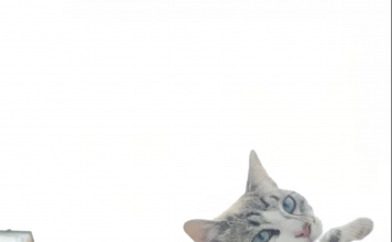 Human Comes Home To Feline Surprise