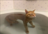 Cat Sits Calmly In Tub
