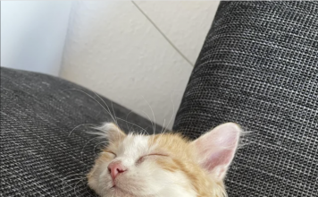 This 12-week-old kitten will be the cutest thing you’ll see all day