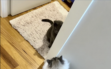 New Cat Introduced To Older Cat: They’re Shy