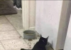 SPLAT! Cat Poses While Eating