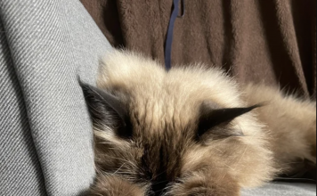 This Cat Sleeps In Such An Adorable Way