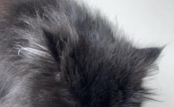 Cats Like Your Water Glass, And Here’s Why