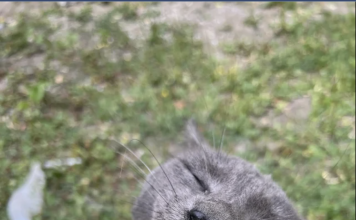 Cat Gets Reunited With Family After A Month