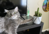 This Cat Befriended A Cactus Plant