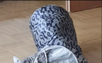 Cat Looks Elated Over Toy