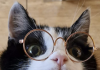 This Cat Looks Cool In Glasses