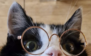 This Cat Looks Cool In Glasses