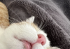 This Cat Is A Morning Mood