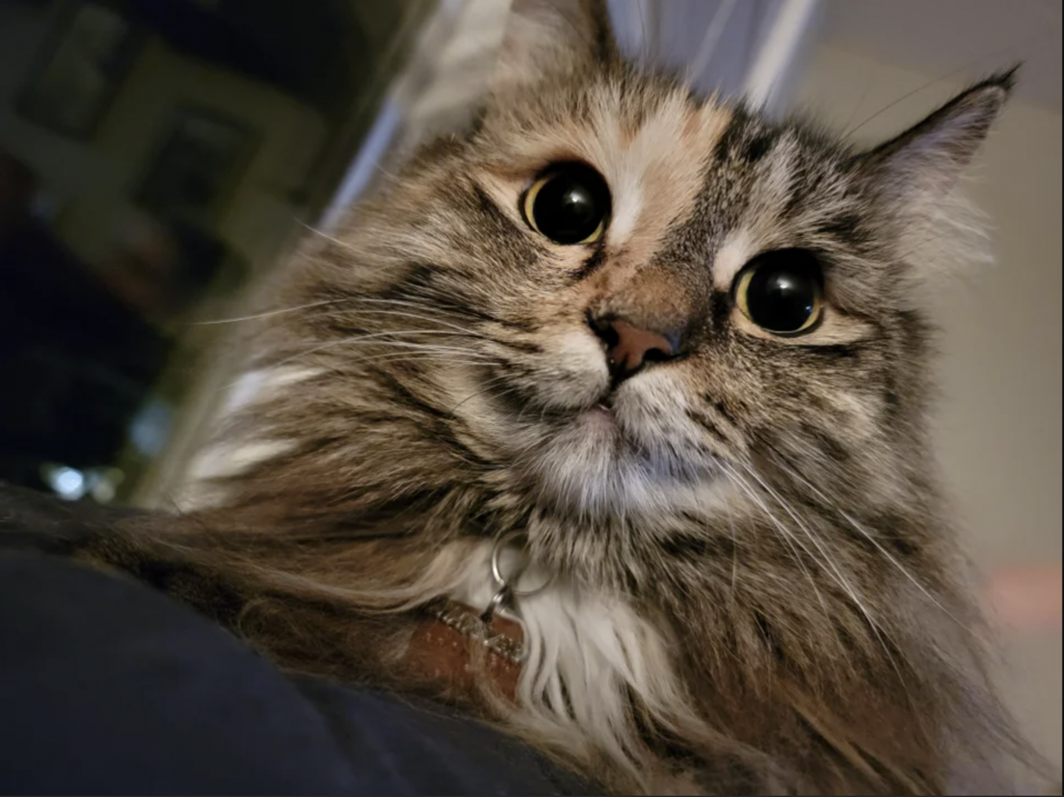 This Cat Has An Adorable “Scared” Look | Catlov