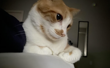 This Community Shares The Cutest Cats With Curled Limbs