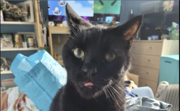 This Cat Embodies The Phrase “No Thoughts, Head Empty”