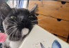 This Cat Loves The Painting Made For Him