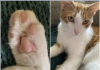 The Most Adorable Toe Beans You’ll See Today