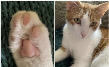 The Most Adorable Toe Beans You’ll See Today