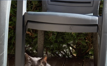 A Cat’s 4-Step Daily Routine, Simplified