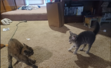 These Cats Look Ready To Square Up