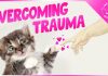 Helping a Cat Recover from a Troubled Past.