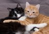 Welcoming a New Cat into Your Home: Tips