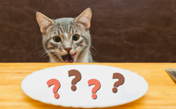 Protect your Cat: A list of Toxic Foods to Avoid