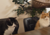JunsKitchen’s Japanese Meal for Cats: Cute Video