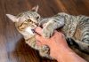 Preventing Cat Bites: A Practical Guide for Owners